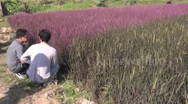 Thai farmer successfully grows field of pink rice plants