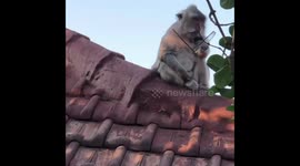 Cheeky wild monkey snatches tourist's glasses at temple in Bali