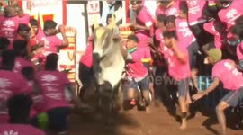 Festival of bull-taming begins in south India