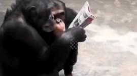 Monkey see, monkey read! Chimpanzees spotted inspecting newspapers at Chinese zoo
