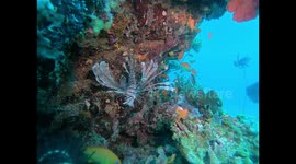 Lionfish on the reef