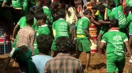 Sport of bull-taming performed at major festival in south India