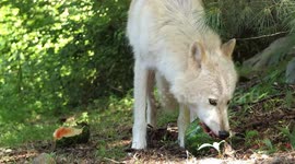 Lone wolf feasts on a watermelon