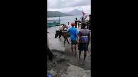 Rescuers save ponies from volcano danger zone in the Philippines