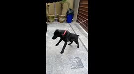 Labrador retriever in action