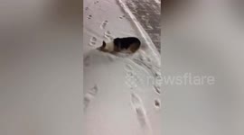 Hilarious moment corgi experiences playing in the snow for the first time
