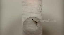 Family who escaped to Bali for some winter find SCORPION in their house