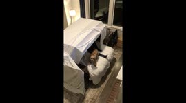 US couple build 'blanket fort' together as cute New Year's Eve tradition