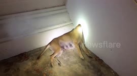 Clumsy dog rescued after getting head stuck in concrete wall of Buddhist temple in Thailand