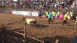 Second day of Jallikattu bull-taming festival begins in south India