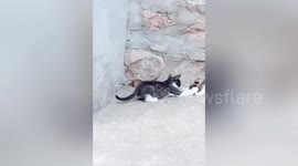 Cat stops another feline from stealing the mouse it caught