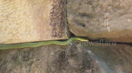 Tree Snake Slithers Across Ancient Khmer Temple