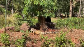 Bold iguana strolls casually through gibbon enclosure in Thailand
