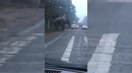 Wild elephant charges out of Indian forest onto busy highway and terrifies drivers