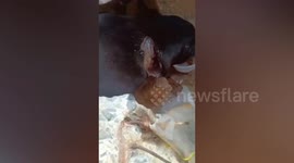 Cruel black magic occultists slit mutt's throat to use 'blood of black dog' in ritual