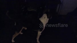 Dog plays with cute cat