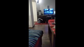 Dog, Pet, really funny adorable cute puppy little crazy awkward