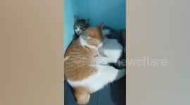 Two Cats Cuddle Up Together On Sofa