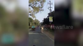 Terrible moment panicked horse injures itself running into traffic on Indian road