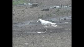 Rare white crow spotted in northern India