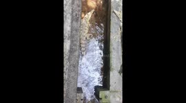 Swimming little Nile crocodiles