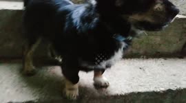 What is my dog saying to me?