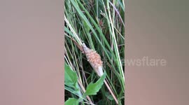 Scores of baby praying mantises hatch in Thailand