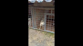Pet Dog Pretends Head Is Stuck In Gate