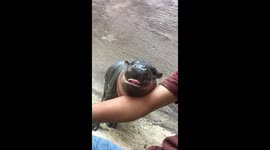Adorable baby hippo nuzzles keeper at Thailand zoo