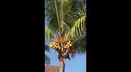 Golden Coconuts