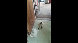 Kitten and rescued sacred ibis play-fight like best mates at South African home