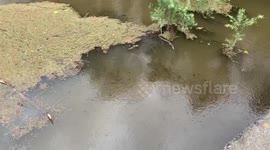 Hundreds of thousands of fish dead after bushfire ash washes into NSW river