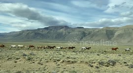 Patagonian Horses and Landscape