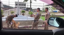 Golden Retriver Harassases Policeman