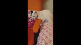 Princess paw handler