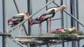 Storks return home in Thailand only to find trees have been replaced by mobile phone towers