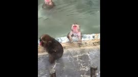 Adorable moment snow monkeys relax in Japanese hot springs