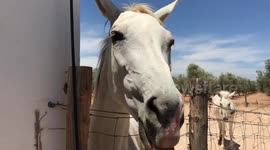 Nervous horse nods in a scary way