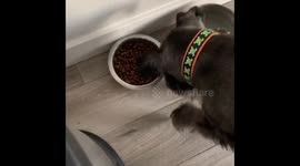 Dog with 'OCD' makes sure food is level before eating