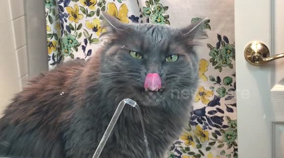 Newsflare Grimm The Cat Drinks From His Aquapurr Fountain