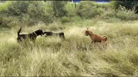 Three dogs fight with deadly snake to save master’s life in South India