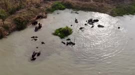 Herd of 30 elephants cool off in a pond as temperatures pass 30C in Thailand