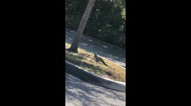 Huge Iguana at Jersey Mike’s