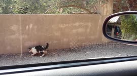 Cat catching and killing a snake