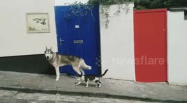 Meet the inseparable cat and dog who go on walks together