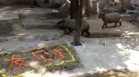 Thai zookeepers prepare treats for Capybara rodent to mark Chinese Year of the Rat
