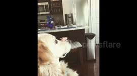 Skillful dog in Philadelphia flips yummy ham into his mouth