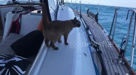 Adventurous cat spends her life sailing across the US and Caribbean with her family