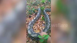 Python rescued after being burned by crop fires in Thailand