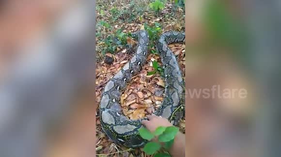 Python rescued after being burned by crop fires in Thailand - Buy, Sell ...